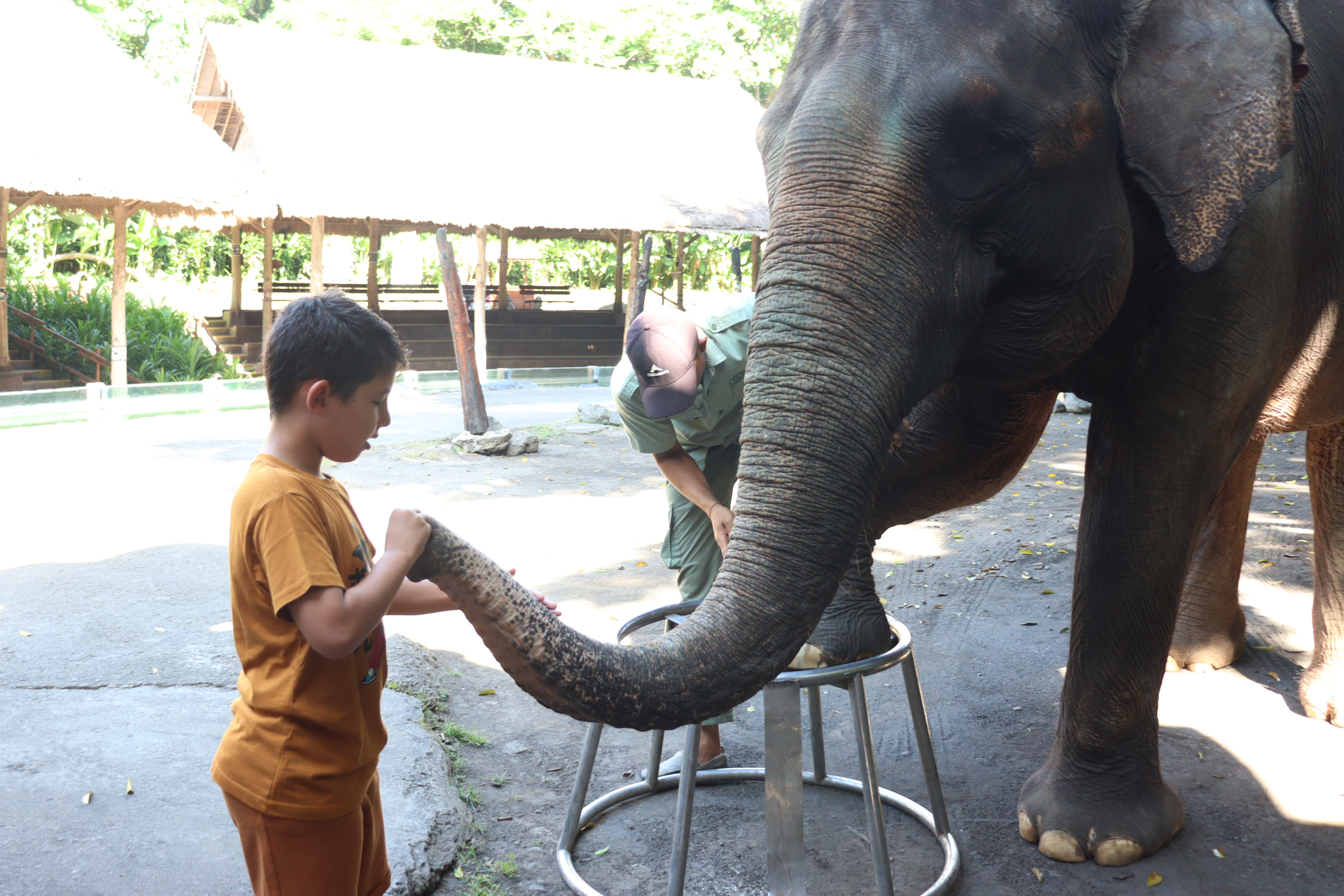 Elephant Back Safari (Child) - International